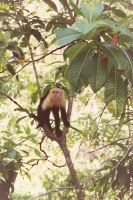 Foto de White faced monkey - Costa Rica
