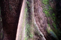 Foto de Close-up of tree in Bukit Patoi rainforest - Brunei