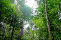 Foto de Bukit Patoi rainforest - Brunei