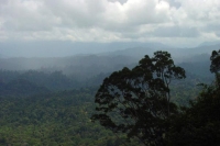 Foto de View over the Brunei jungle - Brunei